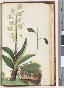 225. oldal Dendrobium speciosum Exot. Bot. t. 10 alkotó: Unknown artist