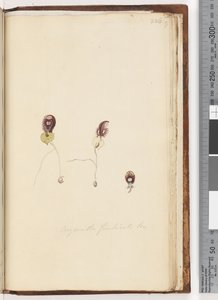 226. oldal Corysanthes fimbriata Br / Rojtos sisakorchidea alkotó: Unknown artist