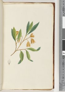 22. oldal. Azonosítatlan növény alkotó: Unknown artist