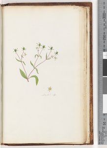 231. oldal Madia sp alkotó: Unknown artist