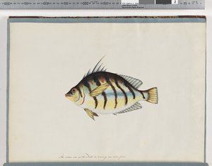 23. oldal. Azonosítatlan hal alkotó: Unknown artist