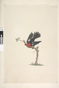 24. oldal Természetes méretű Scarlet Robin Petroica többszínű, kan, Norfolk Island, 1791-92 alkotó: Unknown artist