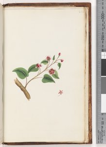 252. oldal. Azonosítatlan növény alkotó: Unknown artist