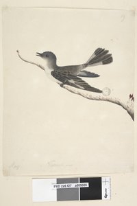 27. oldal május. Természetes méretű csuklyás vörösbegy, nőstény Melanodryas cucullata, 1791-92 alkotó: Unknown artist