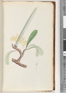 29. oldal Coast Banksia alkotó: Unknown artist