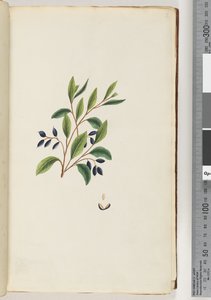 2. oldal Azonosítatlan növény alkotó: Unknown artist
