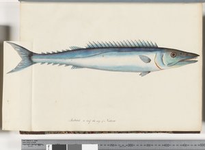 32. oldal Barracouta alkotó: Unknown artist