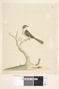 32. oldal. Azonosítatlan július, természetes méret. A madár azonosítására tett kísérletekkel kapcsolatos megjegyzéseket lásd: Hindwood, K. A. The Sydney bird paintings in the Australian Zoologist, v.XIII, part 2, August, 1965, p. 86 alkotó: Unknown artist