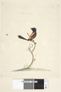 33. oldal Természetes méretű piros, hátas ökörfarkas Malurus melanocephalu, kan, 1791-92 alkotó: Unknown artist