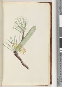 33. oldal Növény, Banksia spinulosa alkotó: Unknown artist