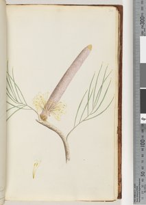 34. oldal. A Banksia alkotó: Unknown artist