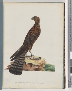 36. oldal Red Goshawk. Sugárzott Falcon alkotó: Unknown artist
