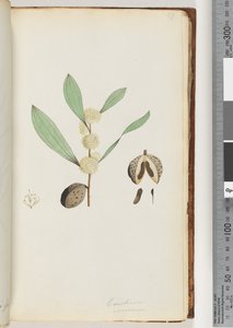 37. oldal Conchium nervosum (akvarell) alkotó: Unknown artist
