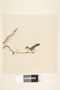 37. oldal október. Természetes méretű Yellow Thornbill Acanthiza nana, 1791-92 alkotó: Unknown artist
