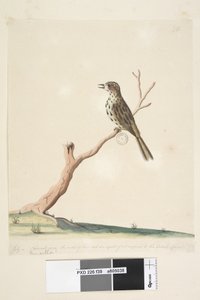 39. oldal Fringilla. alsó széle mentén különböző kézben július, természetes méretben. Ennek a madárnak a jegyei egyenrangúak, ha nem jobbak a Chthonicola sagittata (1791-92). alkotó: Unknown artist