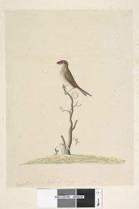 40. oldal Ügyfélszolgálat. Természetes méretű vörös, szemöldökpinty Neochmia brevis Aegintha brevis, 1791-92 alkotó: Unknown artist