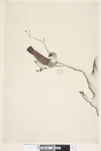 41. oldal Fringilla. fenti cím más kézben június. Természetes méret. Kétes írisz Diamond Firetail Stagonopleura guttata, éretlen, 1791-92 alkotó: Unknown artist