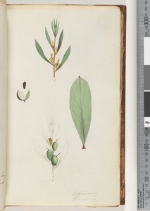42. oldal Schraderia / Személy alkotó: Unknown artist