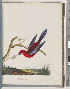 45. oldal Bíbor Rosella. Zászlópapagáj alkotó: Unknown artist