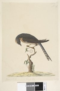 45. oldal Természetes méret. jobb felső sarokban különböző kézben A bal alsóban B-vel megy, azaz f.44 Legyező, farkú kakukk Cacomantis pyrrhophanus, 1791-92 alkotó: Unknown artist