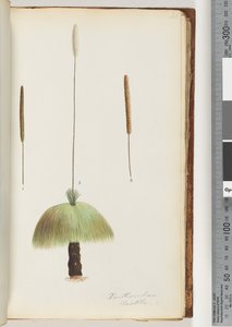 46. oldal Xanthorrhoea Hastile Grass fa alkotó: Unknown artist