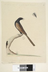47. oldal Centropus. alsó közepén, különböző kézben Ez a madár körülbelül akkora, mint az angol fácán. A natl 1/3-át húzták. méret. Fácán Coucal Centropus phasianinus, 1791-92 alkotó: Unknown artist