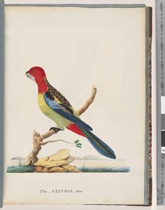 47. oldal Keleti Rosella. Nem ugyanaz a papagáj alkotó: Unknown artist