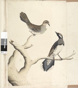 4. oldal Turdus. más kézben Rajzolták a természetes méretet, ami eddig a telepen az egyetlen két ilyen fajta, 1792. június Foltos fürj rigó Cinclosoma punctatum, 1791-92 alkotó: Unknown artist