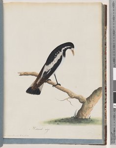 50. oldal Szarka-pacsirta. Corvus cyanoleucos alkotó: Unknown artist
