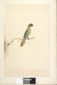 51. oldal Természetes méretű Little Lorikeet Glossopsitta pusilla, 1791-92 alkotó: Unknown artist