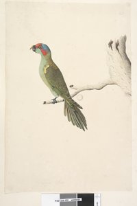52. oldal Természetes méretű pézsma Lorikeet Glossopsitta concinna, 1791-92 alkotó: Unknown artist