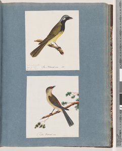 56. oldal Azonosítatlan madár. Turdus leucotis. 57. Vörös szemöldök pinty. Turdus új alkotó: Unknown artist
