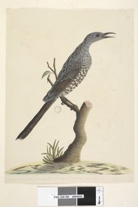 59. oldal Természetes méret, a fej nyak és mell tollai hegyesek. Brush Wattle, Bird Anthochaera chrysoptera, 1791-92 alkotó: Unknown artist