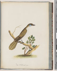 61. oldal Kékarcú Mézédes. Turdus cyanoris. Kékarcú rigó alkotó: Unknown artist