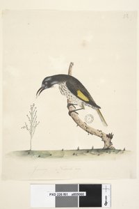 61. oldal Természetes méretű Sárgaszárnyú Mézevő New Holland, 1791-92 alkotó: Unknown artist