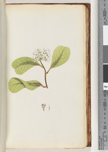 61a. oldal. A mangrove fa alkotó: Unknown artist