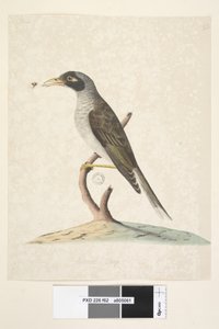 62. oldal június. Természetes méretű Noisy Miner Myzantha melanocephala, 1791-92 alkotó: Unknown artist