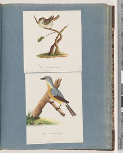 62. oldal Vörös szemöldök pinty. Loxia astrilld. 63. Azonosítatlan madár. Muscicapa flavigastra alkotó: Unknown artist