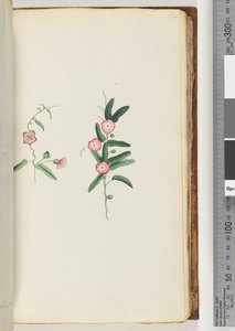 62. oldal. Azonosítatlan növény alkotó: Unknown artist