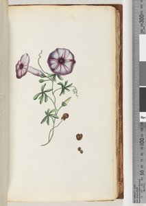63. oldal Convolvulus alkotó: Unknown artist