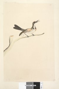 63. oldal május. Természetes méretű Tawny Crown Honeyeater Phylidonyris melanops, 1791-92 alkotó: Unknown artist