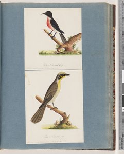 64. oldal Scarlet Robin. A crythrogastra légy. 65. Sárgabojtos mézkakas. Muscicapa Nova Hollandiae alkotó: Unknown artist