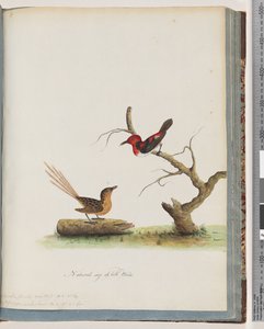66. oldal 1. Scarlet Honeyeater. Certhia/Honeyeater/Kelet. 2. Azonosítatlan madár. Muscicapa malachura alkotó: Unknown artist