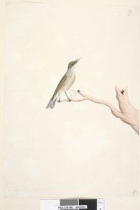 66. oldal augusztus. Természetes méretű szürke, hátas Silvereye Zosterops lateralis, 1791-92 alkotó: Unknown artist