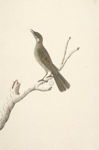 68. oldal Természetes méret, August Lewin Honeyeater Meliphaga Lewinii, 1791-92 alkotó: Unknown artist