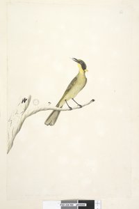 69. oldal Természetes méret. Kétes írisz sárga, bojtos mézkakas Lichenostomus melanops, 1791-92 alkotó: Unknown artist