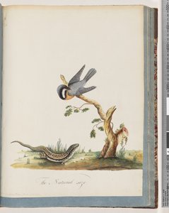 69. oldal. Azonosítatlan madár gyíkkal. Sylvia rufirostris alkotó: Unknown artist