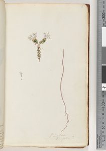 6. oldal Pimeloea linfolia alkotó: Unknown artist