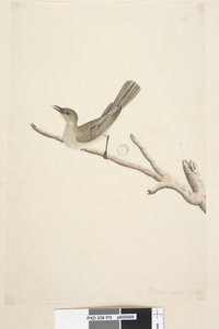 70. oldal Természetes méret. Augusztus fuscous Honeyeater Lichenostomus fuscus, 1791-92 alkotó: Unknown artist
