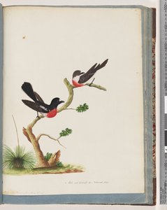 73. oldal Scarlet Robins alkotó: Unknown artist